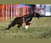 Fleura, an Afghan Hound tested with EmbarkVet.com