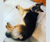 Reginald “Pongo” Twistleton Cook aka Pongo Monster, a German Shepherd Dog tested with EmbarkVet.com