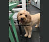 Zak, a Poodle (Small) and Labrador Retriever mix tested with EmbarkVet.com