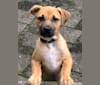 Zeko, an American Pit Bull Terrier and Pembroke Welsh Corgi mix tested with EmbarkVet.com