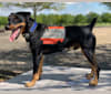 Drax the Destroyer, a Jagdterrier tested with EmbarkVet.com
