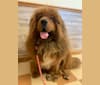 Crispy Long, a Tibetan Mastiff tested with EmbarkVet.com