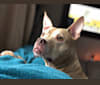 Valentina, an American Pit Bull Terrier tested with EmbarkVet.com
