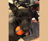 Simone, a German Shepherd Dog and Australian Cattle Dog mix tested with EmbarkVet.com