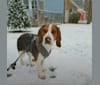 Jimmy, a Beagle tested with EmbarkVet.com