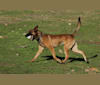 Ares, a Belgian Shepherd tested with EmbarkVet.com