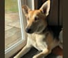 Hazel, a German Shepherd Dog and Siberian Husky mix tested with EmbarkVet.com