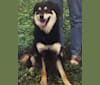 Doogal, a German Shepherd Dog and Rottweiler mix tested with EmbarkVet.com