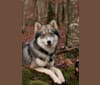 Billie Jean, a Siberian Husky and Pomeranian mix tested with EmbarkVet.com