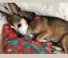 Peppsi, a Chihuahua (12.9% unresolved) tested with EmbarkVet.com