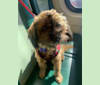 Josie, a Chihuahua and Pomeranian mix tested with EmbarkVet.com