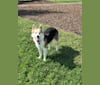 Dublin, a Siberian Husky and Staffordshire Terrier mix tested with EmbarkVet.com