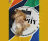 Photo of Duffy, a Biewer Terrier and Yorkshire Terrier mix in Biervliet, Nederland