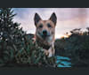 Kashi, a Siberian Husky and Chow Chow mix tested with EmbarkVet.com