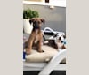 Posey, an American Village Dog and Fila Brasileiro mix tested with EmbarkVet.com
