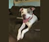 Photo of Mason, an American Pit Bull Terrier and American Staffordshire Terrier mix in Winchester, VA, USA