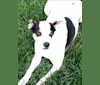 Lucy, a Rat Terrier and Russell-type Terrier mix tested with EmbarkVet.com