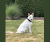 Montana, a German Shepherd Dog tested with EmbarkVet.com