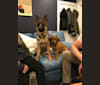 Emmy, a Boxer and Labrador Retriever mix tested with EmbarkVet.com