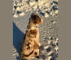 Photo of Harrison, an Australian Shepherd, Border Collie, American Eskimo Dog, and Collie mix in Mechanicsburg, Pennsylvania, USA
