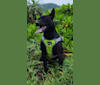 李白, a Formosan Mountain Dog tested with EmbarkVet.com