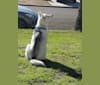 PepperNoodle, a Siberian Husky tested with EmbarkVet.com