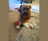 Lilly, a Boxer and American Pit Bull Terrier mix tested with EmbarkVet.com