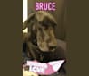 Bruce, a Great Dane tested with EmbarkVet.com