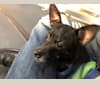 Photo of Otto von Bigbark, a Rat Terrier, Chihuahua, American Pit Bull Terrier, and Mixed mix in Iowa, USA