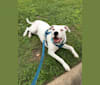 Peepers, an American Pit Bull Terrier and American Bulldog mix tested with EmbarkVet.com