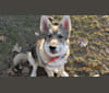 Kashoba a dog tested with EmbarkVet.com
