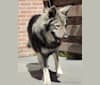 Photo of OZAI, a German Shepherd Dog  in Lochem, Netherlands
