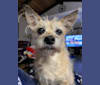 Kenzie, a Chihuahua and Poodle (Small) mix tested with EmbarkVet.com