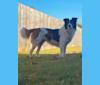 Feral Bueller, an Arabian Village Dog tested with EmbarkVet.com
