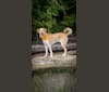 Photo of Link, a Siberian Husky, Golden Retriever, and Labrador Retriever mix in Ashland, Kentucky, USA