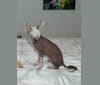 Chilli, a Chinese Crested tested with EmbarkVet.com