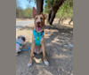 Raisin, an American Pit Bull Terrier and German Shepherd Dog mix tested with EmbarkVet.com