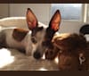 Lola, a Chihuahua and Dachshund mix tested with EmbarkVet.com