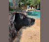 Clover, a Labrador Retriever and American Pit Bull Terrier mix tested with EmbarkVet.com