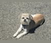 Cosmo, a Shih Tzu and Chihuahua mix tested with EmbarkVet.com