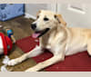 Luna, a Labrador Retriever and Boxer mix tested with EmbarkVet.com