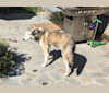 Odessa a dog tested with EmbarkVet.com