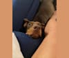 Basilone, a Doberman Pinscher and American Pit Bull Terrier mix tested with EmbarkVet.com