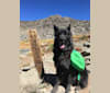 Maverick, a German Shepherd Dog and Siberian Husky mix tested with EmbarkVet.com