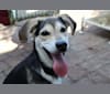 Molly, a German Shepherd Dog and Labrador Retriever mix tested with EmbarkVet.com
