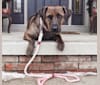 Photo of Nokona, an American Pit Bull Terrier, Labrador Retriever, Australian Cattle Dog, and Mixed mix in Oklahoma, USA