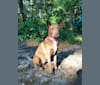 Clover, a Chow Chow and German Shepherd Dog mix tested with EmbarkVet.com