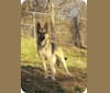 Eerie, a German Shepherd Dog tested with EmbarkVet.com