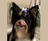 Photo of Nat/IntB Ch G. Leslie Howard Von Fritz, a Biewer Terrier  in Rochester, WA, USA