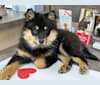 Keksi, a Finnish Lapphund tested with EmbarkVet.com